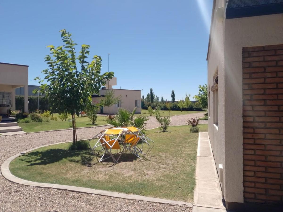 6 Olivos San Rafael (Mendoza)