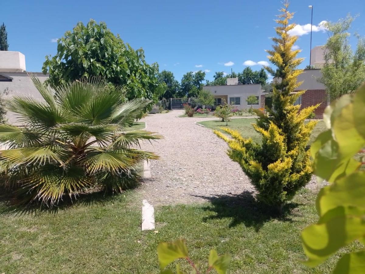 6 Olivos San Rafael (Mendoza)